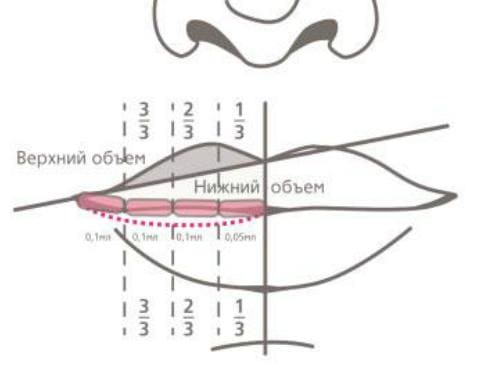 Эталон формы губ